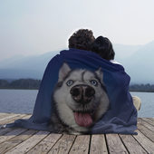 Плед с принтом Хаски — Веселый собакен для любого человека, вид спереди №3. Цвет основы: 3d (велсофт)