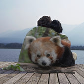 Плед с принтом Красная панда для любого человека, вид спереди №3. Цвет основы: 3d (велсофт)