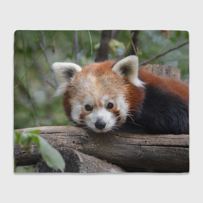 Плед с принтом Красная панда, вид спереди №1